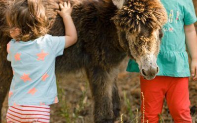 Campamentos de verano 2024 para niños